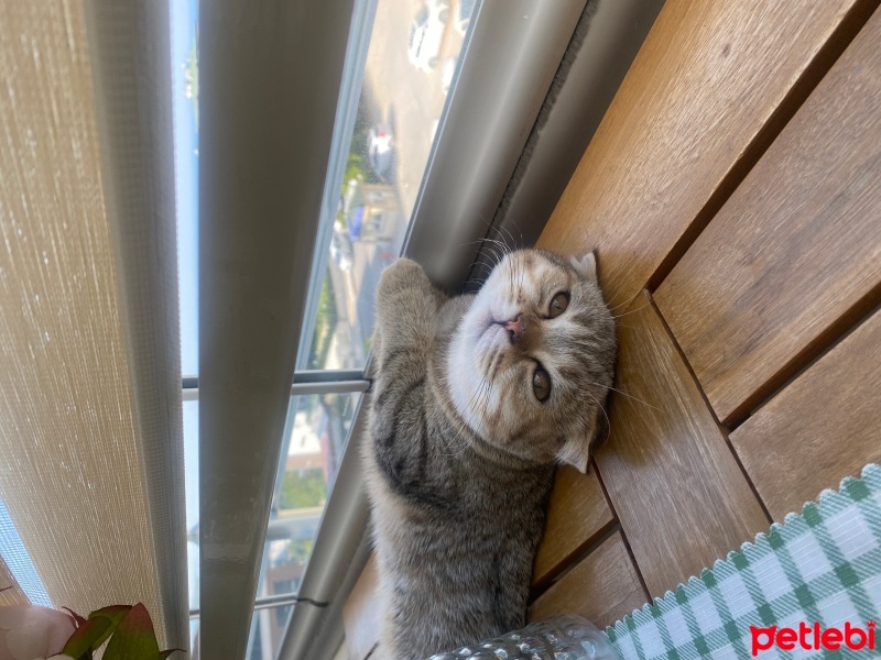 Scottish Fold, Kedi  Şila fotoğrafı