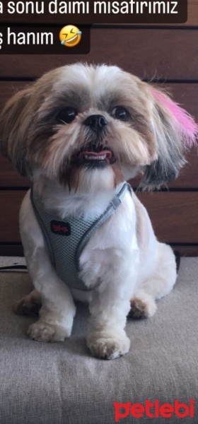 Shih Tzu, Köpek  KORSAN fotoğrafı