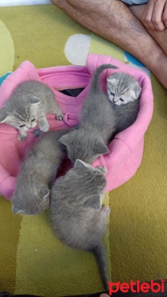 Scottish Fold, Kedi  Scottish fotoğrafı