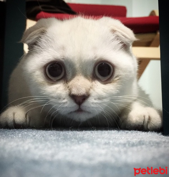 Scottish Fold, Kedi  Lucy fotoğrafı