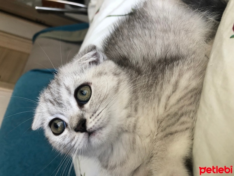 Scottish Fold, Kedi  Koymadım :) fotoğrafı