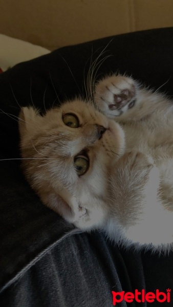 Scottish Fold, Kedi  Koymadım :) fotoğrafı