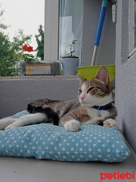Tekir Kedi, Kedi  Mavi fotoğrafı