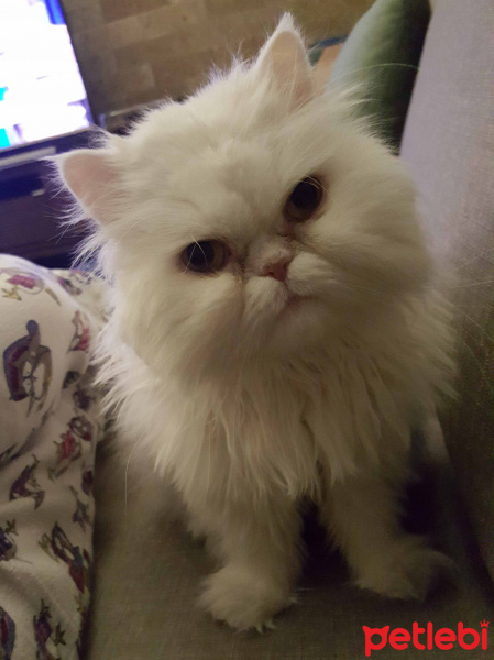 İran Kedisi (Persian), Kedi  mia fotoğrafı