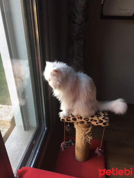 İran Kedisi (Persian), Kedi  mia fotoğrafı