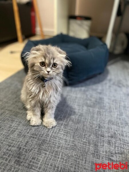 Scottish Fold, Kedi  Mişa fotoğrafı