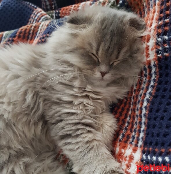 Scottish Fold, Kedi  Mişa fotoğrafı