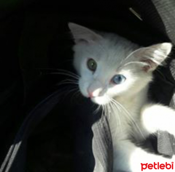 Van Kedisi, Kedi  zagor fotoğrafı