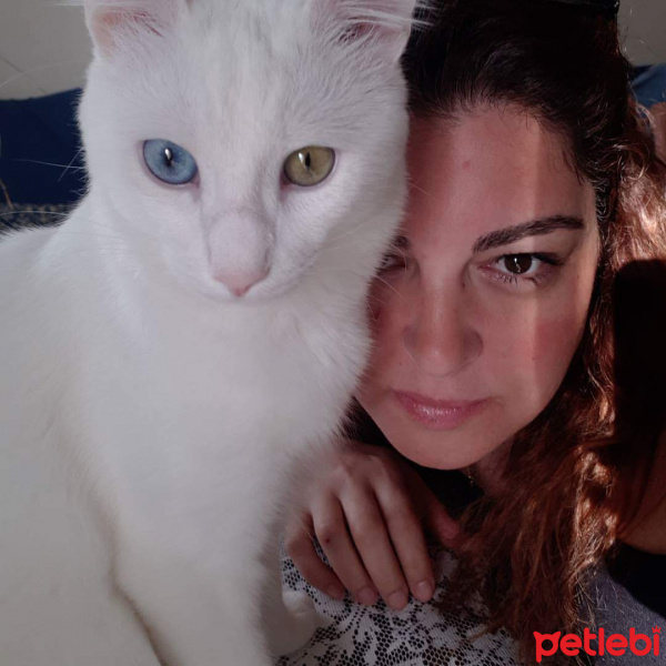 Van Kedisi, Kedi  zagor fotoğrafı