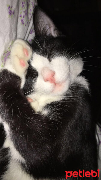 Tuxedo (Smokin) Kedi, Kedi  Çarşı fotoğrafı