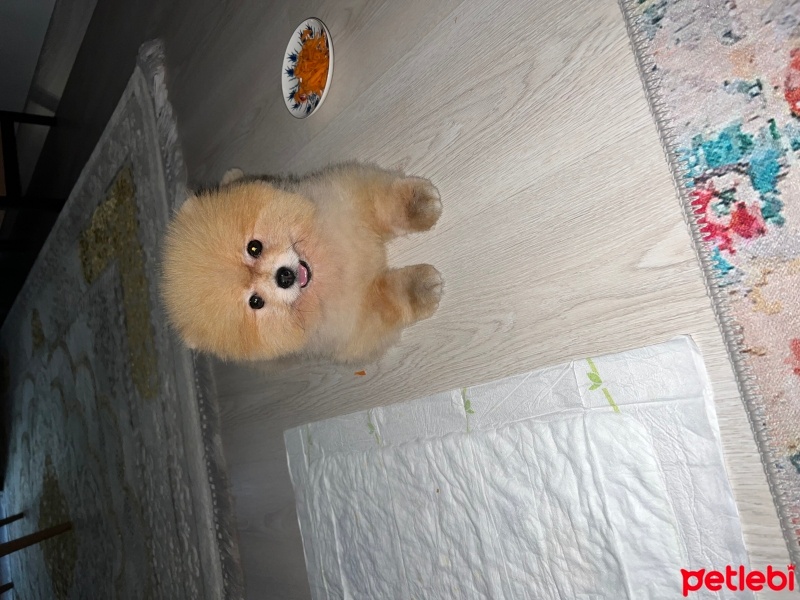 Pomeranyalı, Köpek  BADYY fotoğrafı
