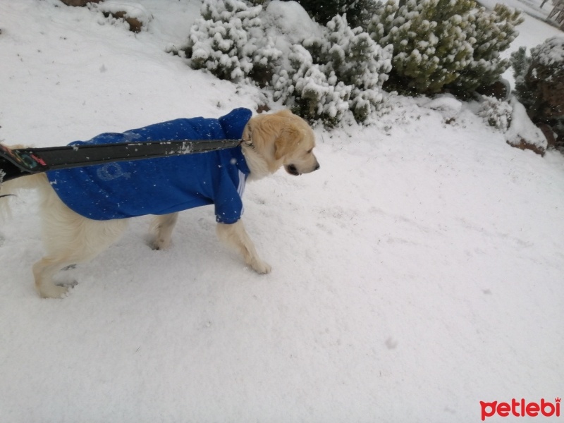Golden Retriever, Köpek  şans fotoğrafı
