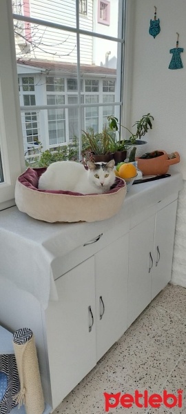 Tekir Kedi, Kedi  Sütlaç fotoğrafı