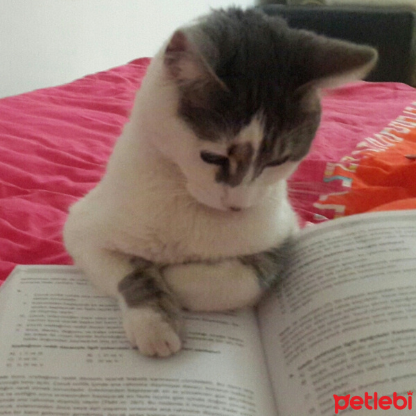 Tekir Kedi, Kedi  Şarlo fotoğrafı