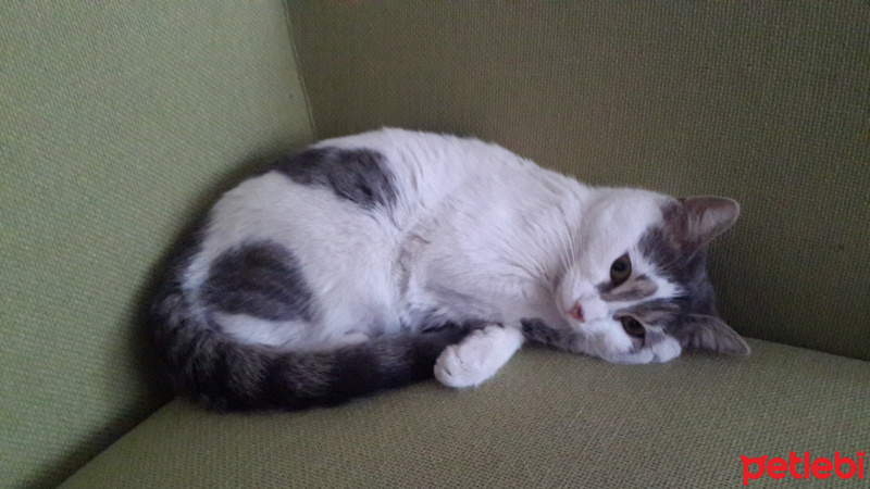 Tekir Kedi, Kedi  Şarlo fotoğrafı