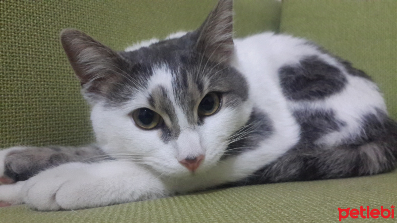 Tekir Kedi, Kedi  Şarlo fotoğrafı