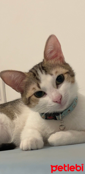 Tekir Kedi, Kedi  Boncuk fotoğrafı
