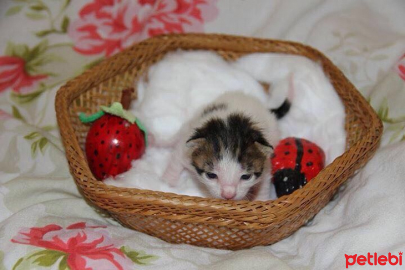 European Shorthair, Kedi  ♥BAMBAM♥  fotoğrafı