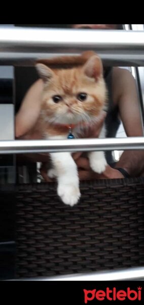 Exotic Shorthair, Kedi  Garfield fotoğrafı