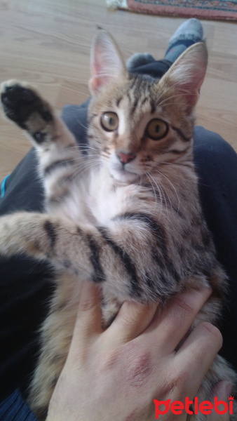 Tekir Kedi, Kedi  adını koymadım sahibine rahat alışsın diye fotoğrafı