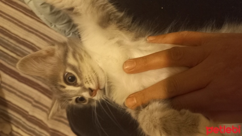 Tekir Kedi, Kedi  Tekir yavru kedi fotoğrafı