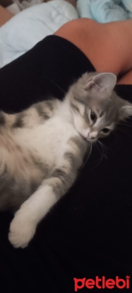 Tekir Kedi, Kedi  Tekir yavru kedi fotoğrafı