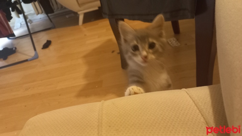 Tekir Kedi, Kedi  Tekir yavru kedi fotoğrafı