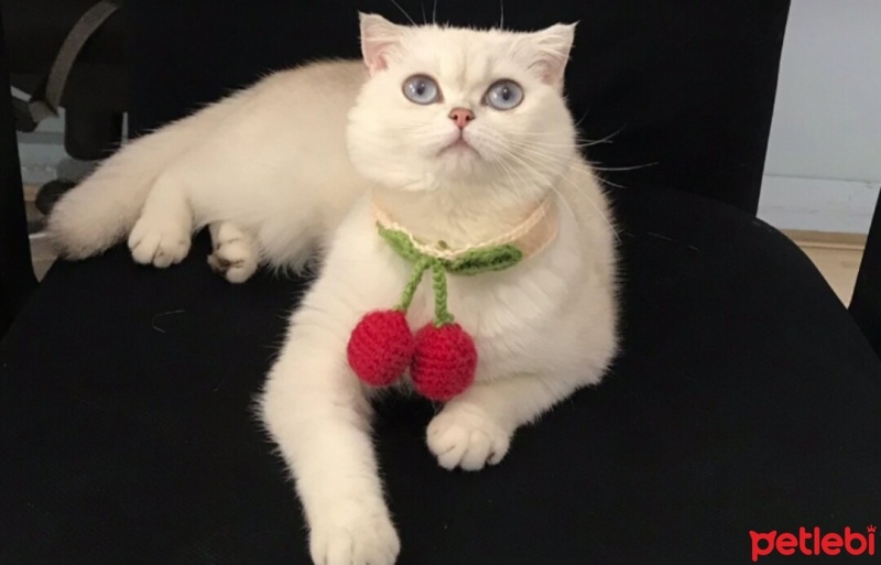 Scottish Fold, Kedi  Mia fotoğrafı