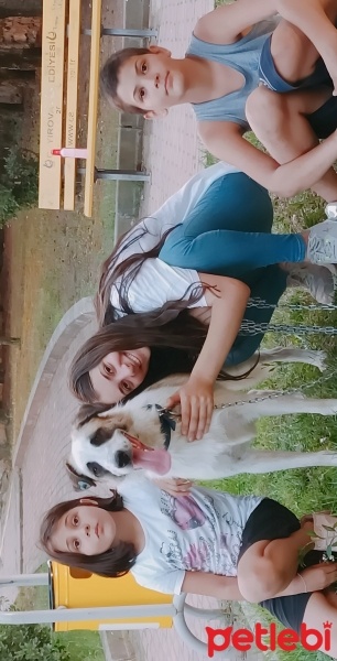Labrador Retriever, Köpek  BONCUK fotoğrafı