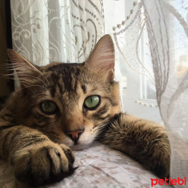 Tekir Kedi, Kedi  Pati fotoğrafı