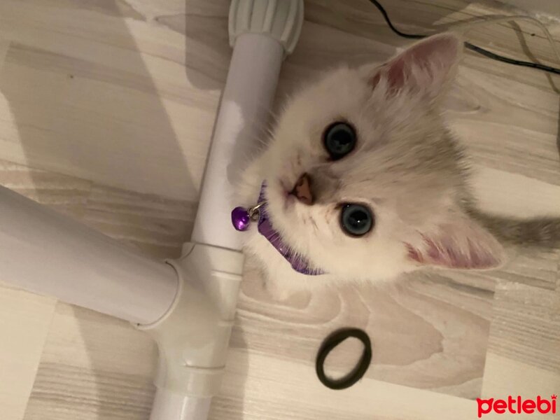 British Shorthair, Kedi  Alis fotoğrafı