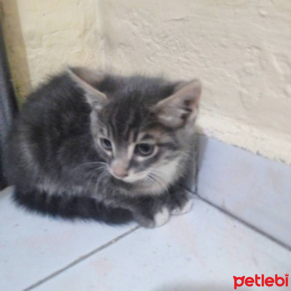Tekir Kedi, Kedi  Petty fotoğrafı