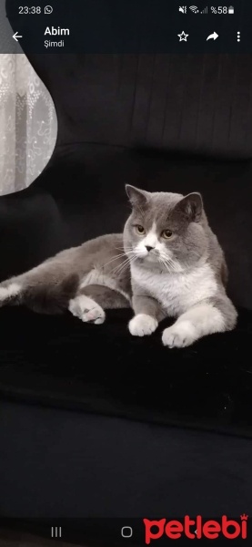 Brazilian Shorthair, Kedi  Duman fotoğrafı
