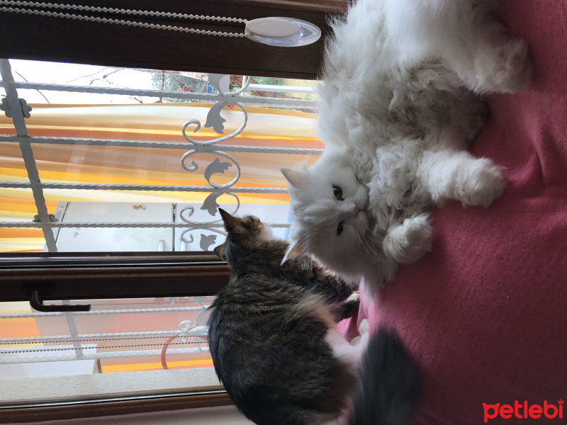 Chinchilla, Kedi  Maviş fotoğrafı