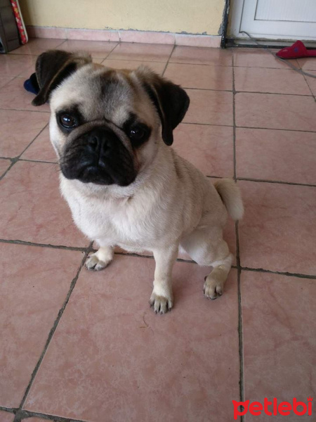 Pug, Köpek  çiko fotoğrafı