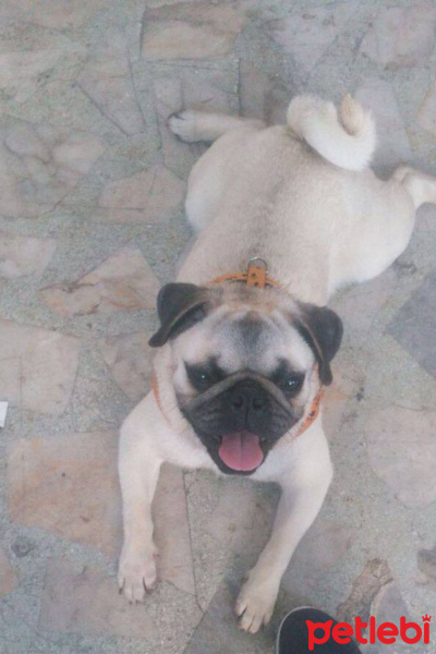 Pug, Köpek  çiko fotoğrafı
