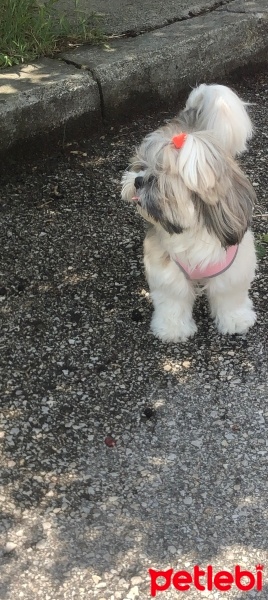 Shih Tzu, Köpek  Mocha fotoğrafı