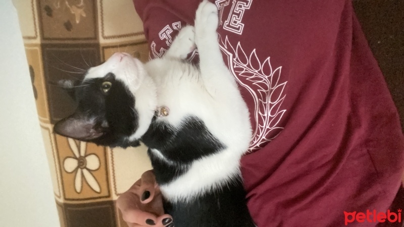 Tuxedo (Smokin) Kedi, Kedi  Şila fotoğrafı