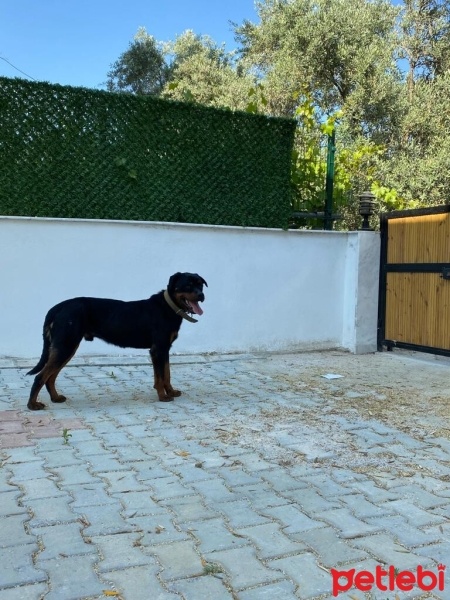 Rottweiler, Köpek  Puppy fotoğrafı