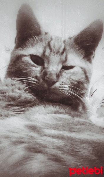 Sarman, Kedi  Mırıl fotoğrafı