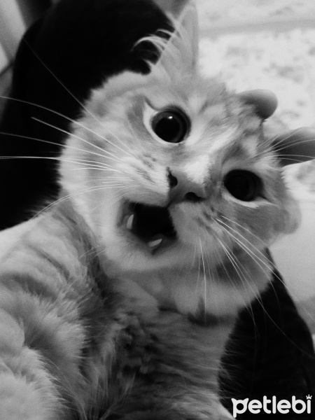 Sarman, Kedi  Tarçın fotoğrafı