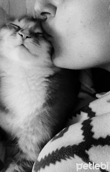 Sarman, Kedi  Tarçın fotoğrafı