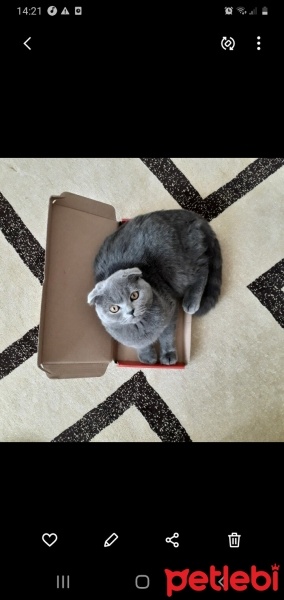 Scottish Fold, Kedi  Molly fotoğrafı