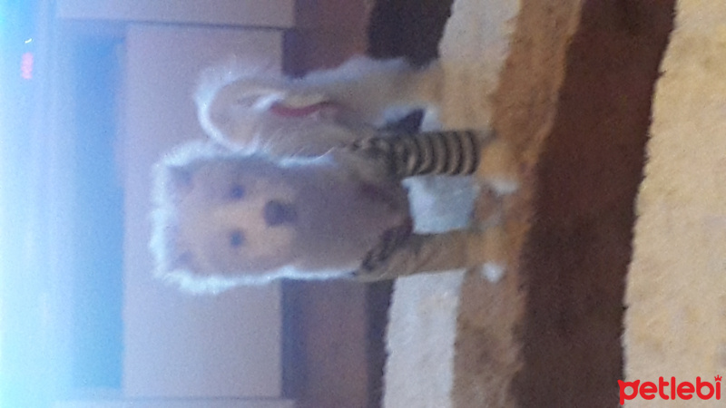 Bichon Havanese, Köpek  Papyon fotoğrafı