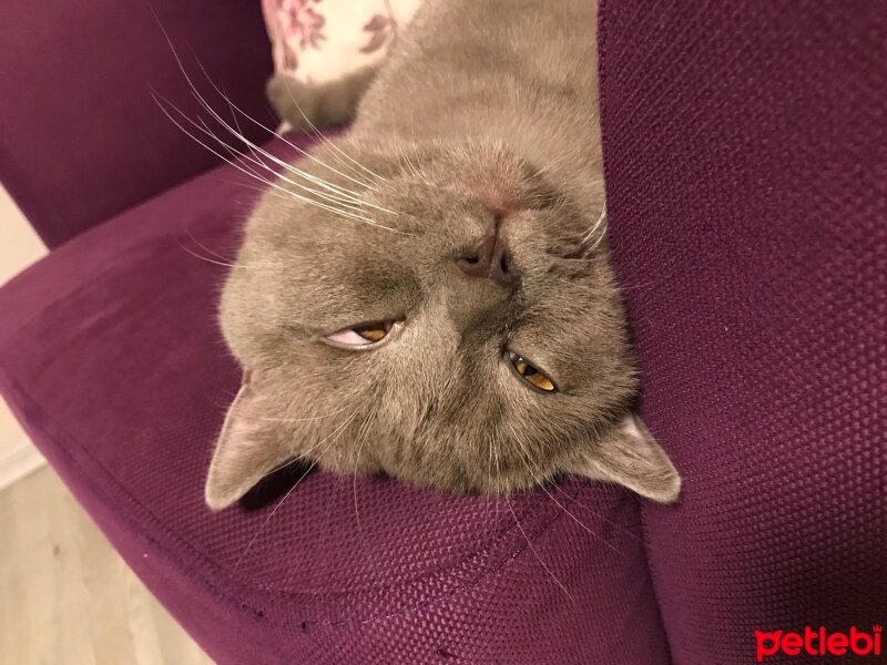 British Shorthair, Kedi  Gece fotoğrafı