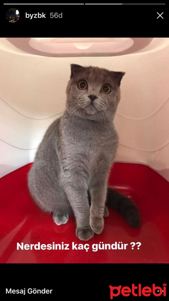 Scottish Fold, Kedi  Miya fotoğrafı