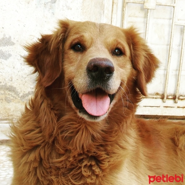 Golden Retriever, Köpek  Reks fotoğrafı