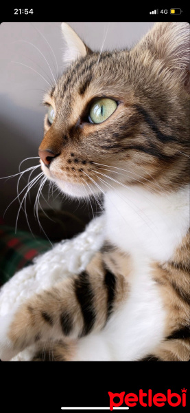 Bengal, Kedi  LUNA fotoğrafı