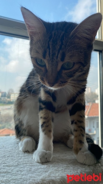 Bengal, Kedi  LUNA fotoğrafı