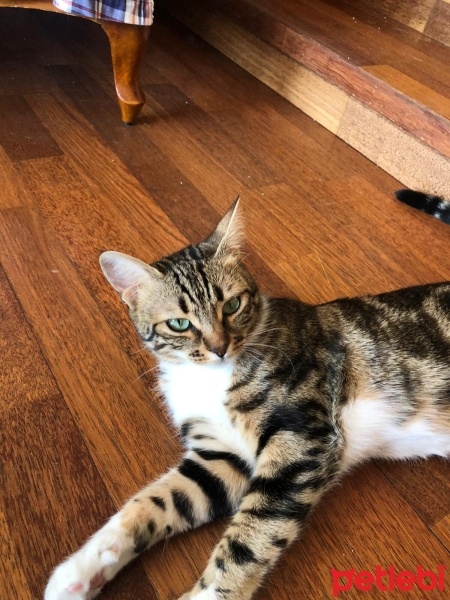 Bengal, Kedi  LUNA fotoğrafı